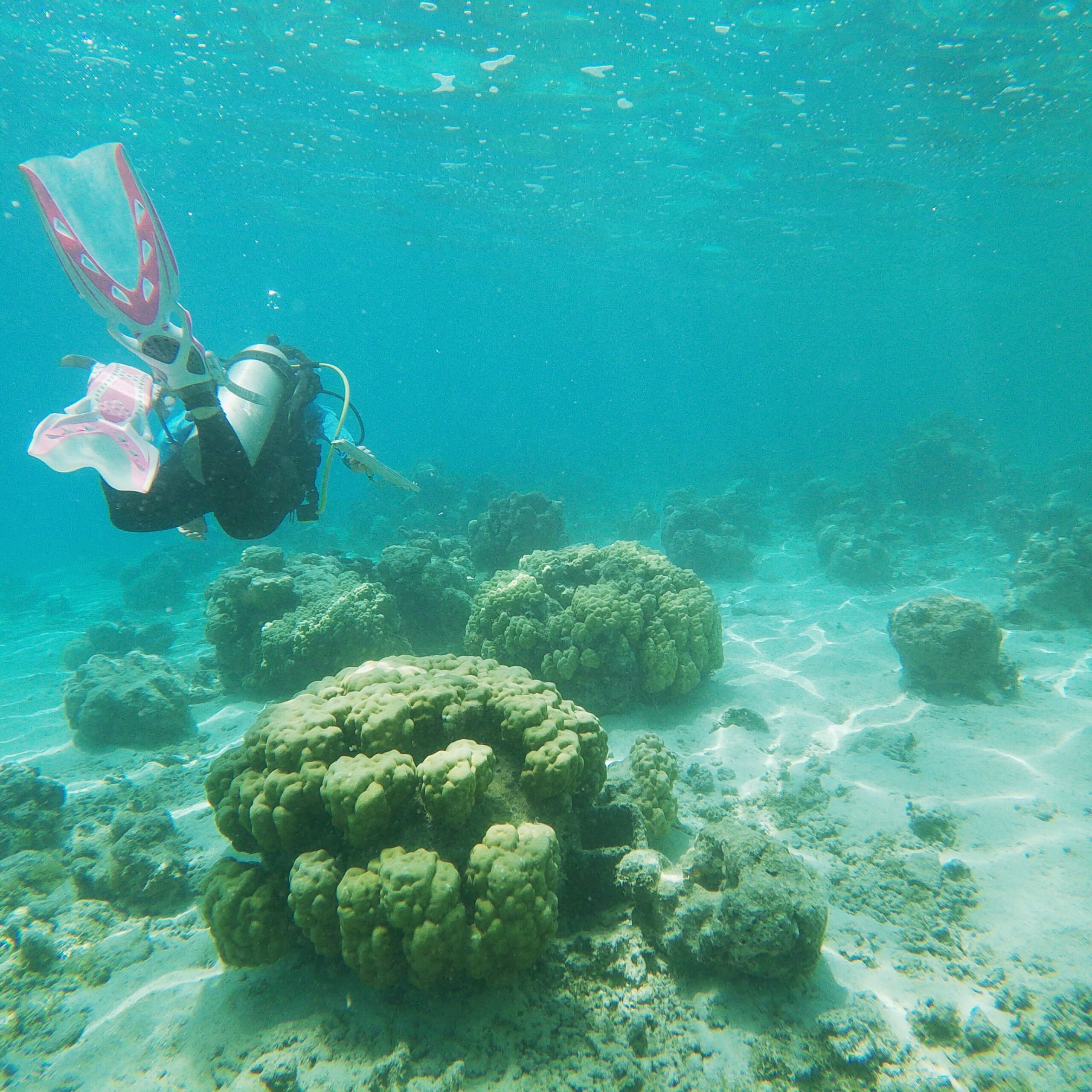 SCUBA diving in the fringing reefs of Mo'orea, French Polynesia for my PhD research to collect data on how nutrient runoff impacts coral reef species.